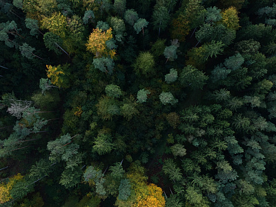 Tasmanian Timbers